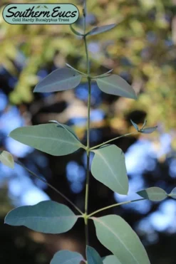 Grace Cold Hardy Eucalyptus Tree (Eucalyptus Elliptica) - Quart Pot