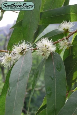 Jersey Girl Cold Hardy Eucalyptus Tree (Eucalyptus Macarthurii) - Quart Pot