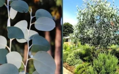 Mappa Tassie Cold Hardy Eucalyptus Tree (Eucalyptus Pauciflora) - 3 Gallon Pot -OLALA Plant Shop eucalyptus mappa tassie combo