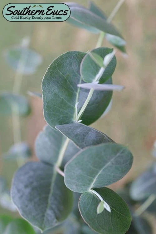 Big O Cold Hardy Eucalyptus Tree (Eucalyptus Neglecta) - 6 Pack Of 1 Gallon Pots 1 Big O Cold Hardy Eucalyptus Tree (Eucalyptus Neglecta) - 6 Pack Of 1 Gallon Pots