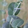 Big O Cold Hardy Eucalyptus Tree (Eucalyptus Neglecta) - 2 Gallon Pot