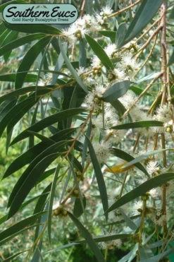 Funky Monkey Cold Hardy Eucalyptus Tree (Eucalyptus Parvula) - 6 Pack Of 1 Gallon Pots