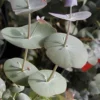 Luna Cold Hardy Eucalyptus Tree (Eucalyptus Perriniana) - 1 Gallon Pot