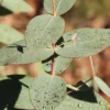 Cab Sav Cold Hardy Eucalyptus Tree (Eucalyptus Rubida) - Quart Pot