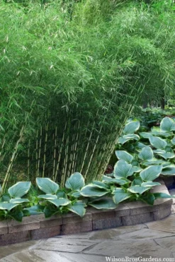 Robust Bamboo - Fargesia Robusta - 1 Gallon Pot 11 Robust Bamboo - Fargesia Robusta - 1 Gallon Pot -OLALA Plant Shop fargesia robusta robust clumping bamboo 103