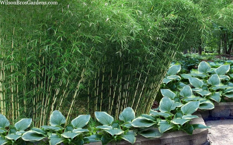 Robust Bamboo - Fargesia Robusta - 1 Gallon Pot 7 Robust Bamboo - Fargesia Robusta - 1 Gallon Pot - Image 7