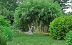 Robust Bamboo - Fargesia Robusta - 1 Gallon Pot 10 Robust Bamboo - Fargesia Robusta - 1 Gallon Pot -OLALA Plant Shop fargesia robusta robust clumping bamboo 105