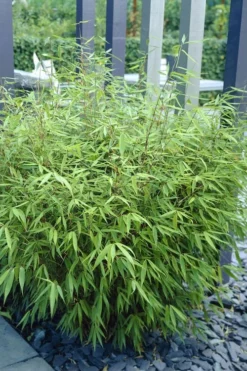 Sunset Glow Clumping Bamboo (Fargesia Rufa) - 3 Gallon Pot -OLALA Plant Shop fargesia rufa sunset glow clumping bamboo 1