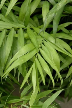 Sunset Glow Clumping Bamboo (Fargesia Rufa) - 3 Gallon Pot -OLALA Plant Shop fargesia rufa sunset glow clumping bamboo 2