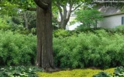 Sunset Glow Clumping Bamboo (Fargesia Rufa) - 3 Gallon Pot -OLALA Plant Shop fargesia rufa sunset glow clumping bamboo 9