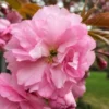 Kwanzan Pink Double Flowering Cherry Tree - 3 Gallon Pot