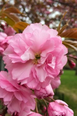 Kwanzan Pink Double Flowering Cherry Tree - 3 Gallon Pot