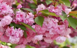 Kwanzan Pink Double Flowering Cherry Tree - 3 Gallon Pot -OLALA Plant Shop flowering cherry kwansan 3