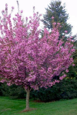 Kwanzan Pink Double Flowering Cherry Tree - 3 Gallon Pot -OLALA Plant Shop flowering cherry kwansan 4
