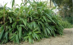Giant Leaf Bamboo - Indocalamus Tessellatus - 3 Gallon Pot -OLALA Plant Shop giant leaf bamboo