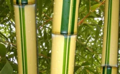 Gold Vivax Giant Timber Bamboo (Green Stripe Bamboo) - Phyllostachys Vivax 'Aureocaulis' - 3 Gallon Pot (4-6') -OLALA Plant Shop green stripe vivax bamboo 1