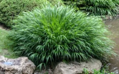 Hakone Japanese Forest Grass (Hakonechloa Macra) - 1 Gallon Pot -OLALA Plant Shop hakonechloa macra hakone japanese forest grass 4