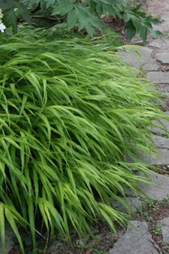 Hakone Japanese Forest Grass (Hakonechloa Macra) - 1 Gallon Pot -OLALA Plant Shop hakonechloa macra hakone japanese forest grass 5