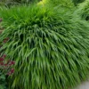 Hakone Japanese Forest Grass (Hakonechloa Macra) - 1 Gallon Pot