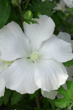 Diana White Rose Of Sharon (Althea) - Hibiscus Syriacus - 1 Gallon Pot