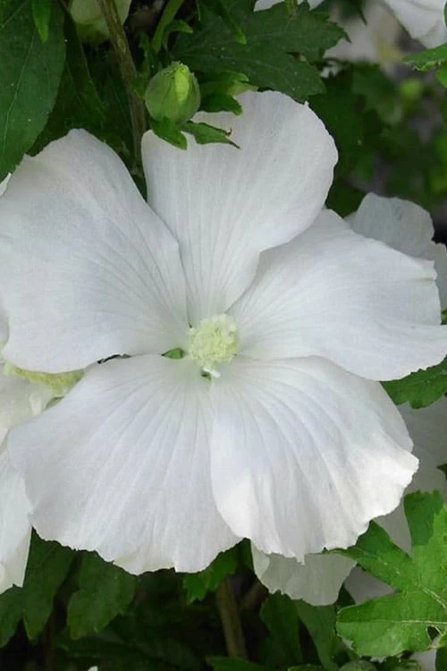 Diana White Rose Of Sharon (Althea) - Hibiscus Syriacus - 1 Gallon Pot 1 Diana White Rose Of Sharon (Althea) - Hibiscus Syriacus - 1 Gallon Pot