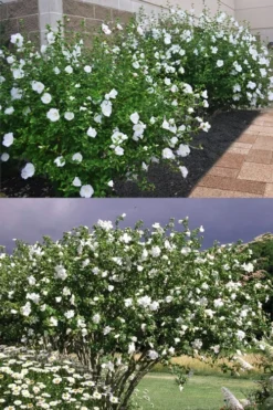 Diana White Rose Of Sharon (Althea) - Hibiscus Syriacus - 1 Gallon Pot 11 Diana White Rose Of Sharon (Althea) - Hibiscus Syriacus - 1 Gallon Pot -OLALA Plant Shop hibiscus syriacus diana rose of sharon 4