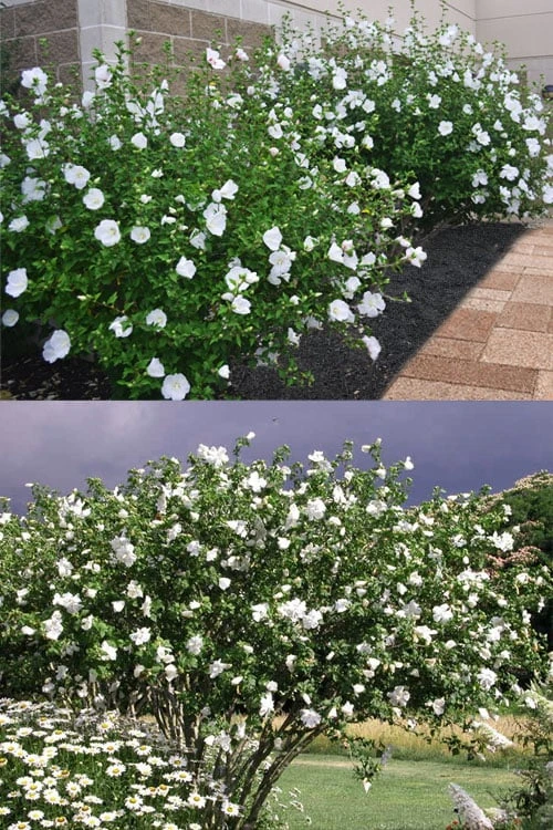 Diana White Rose Of Sharon (Althea) - Hibiscus Syriacus - 1 Gallon Pot 6 Diana White Rose Of Sharon (Althea) - Hibiscus Syriacus - 1 Gallon Pot - Image 6