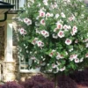 Morning Star Rose Of Sharon (Single Trunk Tree) - 7 Gallon Pot (3-4')