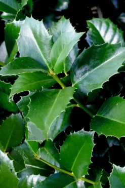 Emily Bruner Pyramidal Holly - 7 Gallon Pot (4-5') -OLALA Plant Shop ilex emily bruner holly tree 103 1