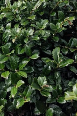 Emily Bruner Pyramidal Holly - 7 Gallon Pot (3-4') -OLALA Plant Shop ilex emily bruner holly tree 104