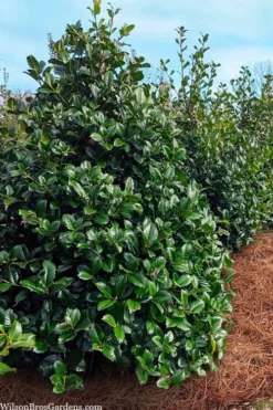 Emily Bruner Pyramidal Holly - 7 Gallon Pot (4-5') -OLALA Plant Shop ilex emily bruner holly tree 105 1