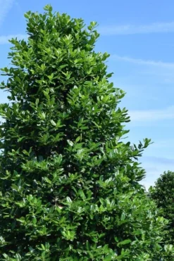 Nellie R. Stevens Holly - 1 Gallon Pot -OLALA Plant Shop ilex nellie r stephens holly tree 1 2