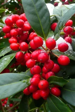 Nellie R. Stevens Holly - 1 Gallon Pot -OLALA Plant Shop ilex nellie r stevens holly tree berries 11 2