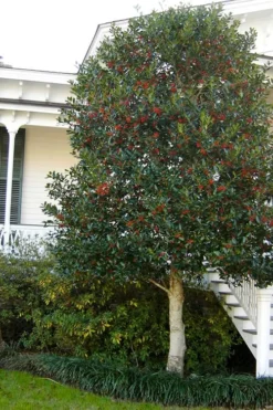 Nellie R. Stevens Holly - 3 Gallon Pot -OLALA Plant Shop ilex nellie r stevens holly tree berries tree 12 3