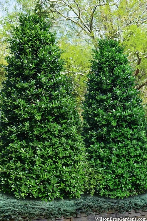 Nellie R. Stevens Holly - 6 Pack Of 1 Gallon Pots 1 Nellie R. Stevens Holly - 6 Pack Of 1 Gallon Pots