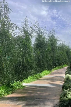 Weeping Yaupon Holly (Ilex Vomitoria 'Pendula') - 7 Gallon Pot (7-8') 10 Weeping Yaupon Holly (Ilex Vomitoria 'Pendula') - 7 Gallon Pot (7-8') -OLALA Plant Shop ilex vomitoria pendula weeping yaupon holly berries 3