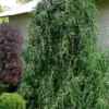 Weeping Yaupon Holly (Ilex Vomitoria 'Pendula') - 7 Gallon Pot (4-5')