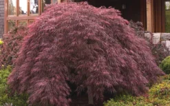 Crimson Queen Dwarf Japanese Maple - 3 Gallon Pot -OLALA Plant Shop ja panese Maple Crimson Queen 50 1