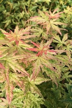 Radiant Variegated Japanese Maple - 3 Gallon Pot -OLALA Plant Shop japanese Maple Radiant 7