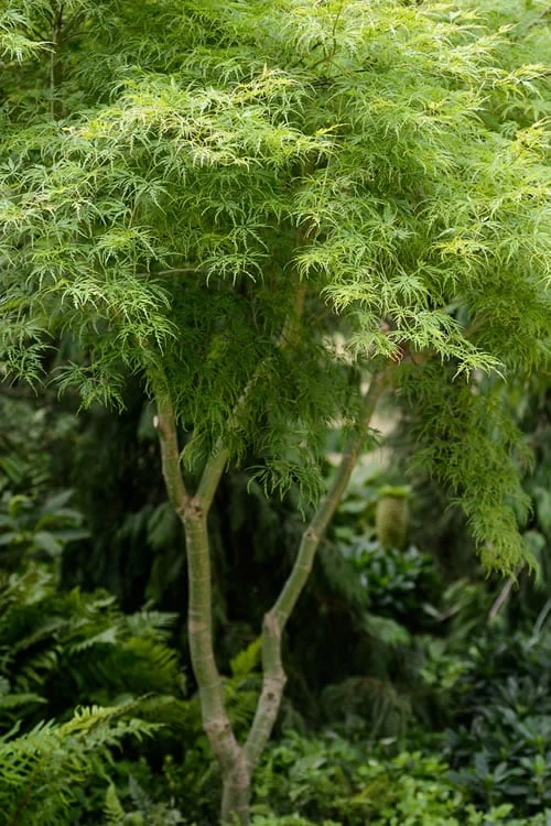 Seiryu Japanese Maple - 3 Gallon Pot 1 Seiryu Japanese Maple - 3 Gallon Pot