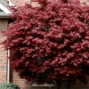 Bloodgood Red Leaf Japanese Maple - 5 Gallon Pot (6-7')