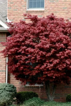 Bloodgood Red Leaf Japanese Maple - 2 Gallon Pot