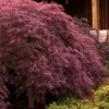 Crimson Queen Dwarf Japanese Maple - 5 Gallon Pot
