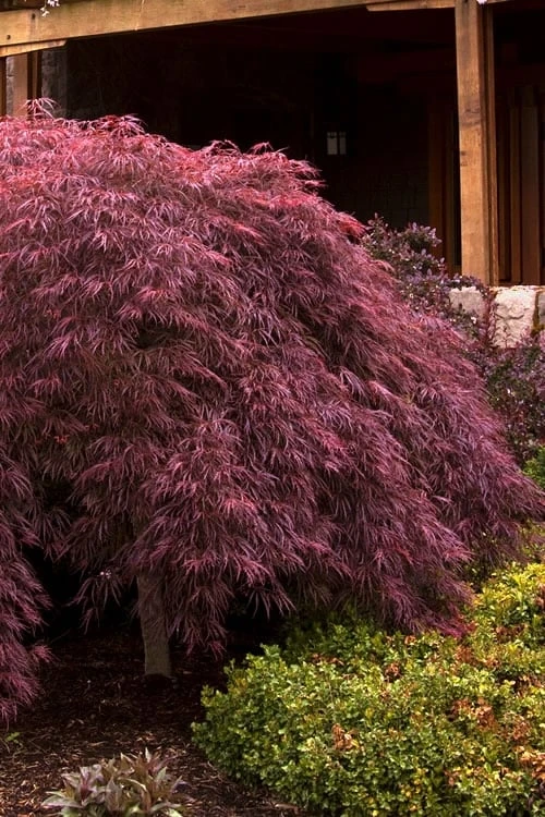 Crimson Queen Dwarf Japanese Maple - 5 Gallon Pot 1 Crimson Queen Dwarf Japanese Maple - 5 Gallon Pot