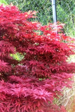 Fireglow Red Leaf Japanese Maple - 5 Gallon Pot (4-4.5') 13 Fireglow Red Leaf Japanese Maple - 5 Gallon Pot (4-4.5') -OLALA Plant Shop japanese maple fireglow 11 3