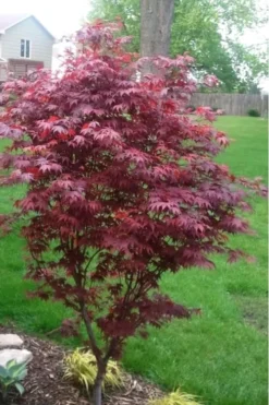 Fireglow Red Leaf Japanese Maple - 1 Gallon Pot -OLALA Plant Shop japanese maple fireglow 12 4