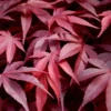 Fireglow Red Leaf Japanese Maple - 5 Gallon Pot (4.5-5.5')