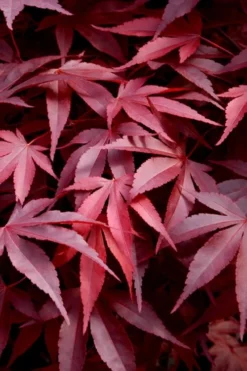 Fireglow Red Leaf Japanese Maple - 3 Gallon Pot