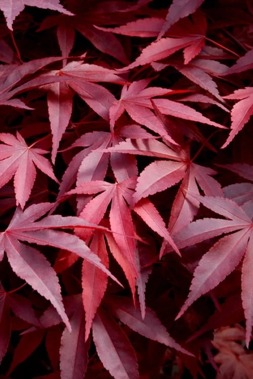 Fireglow Red Leaf Japanese Maple - 5 Gallon Pot (4.5-5.5') 1 Fireglow Red Leaf Japanese Maple - 5 Gallon Pot (4.5-5.5')