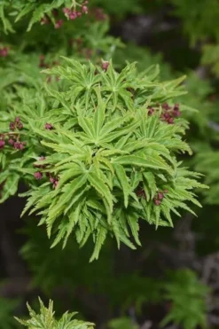 Lions Head Japanese Maple - Acer Palmatum 'Shishigashira' - 3 Gallon Pot -OLALA Plant Shop japanese maple lions head shishigashira 1 3